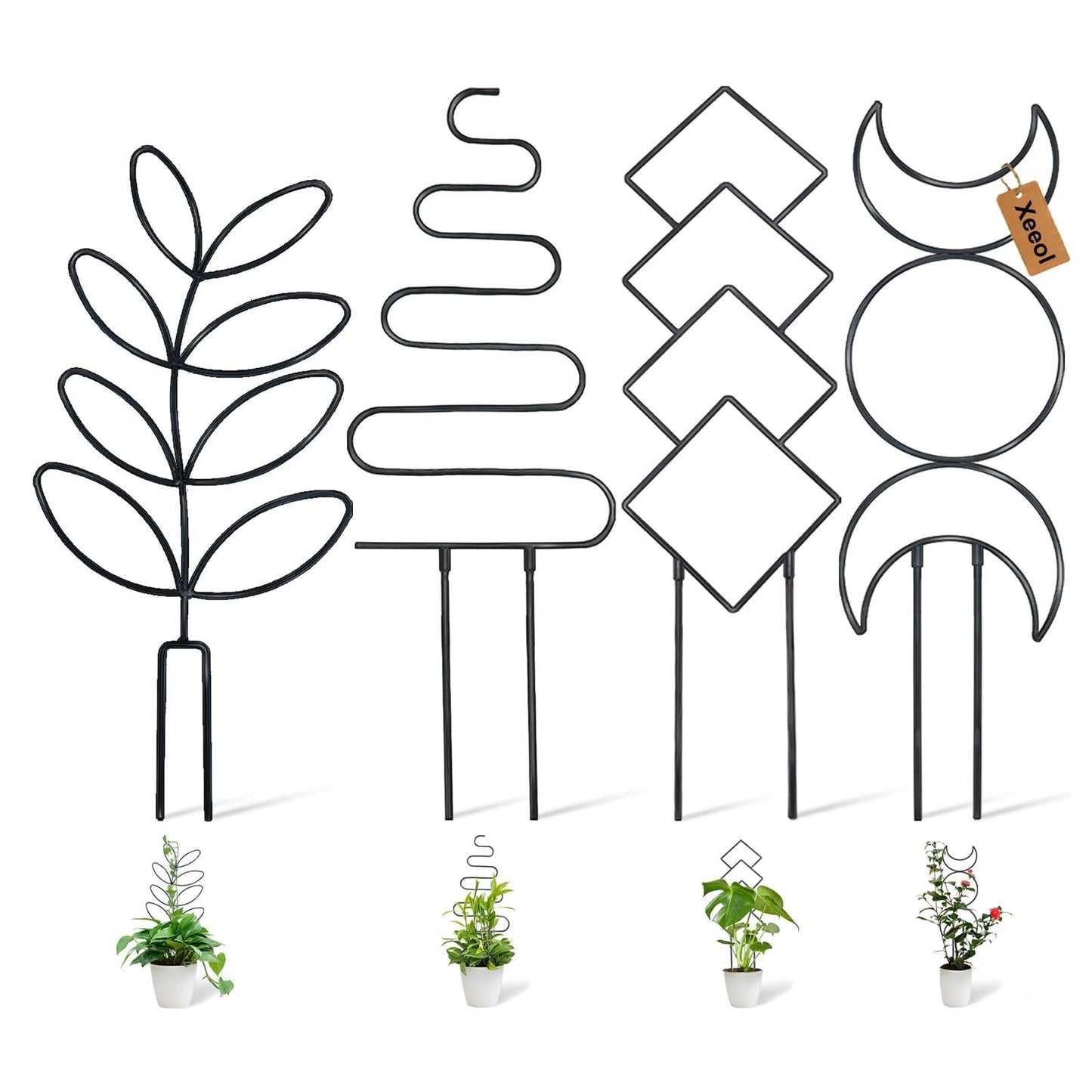 Hoya, Assorted, Trellis - View 22 from www redcrocus com