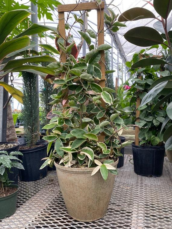 Hoya, Assorted, Trellis - View 4 from www redcrocus com