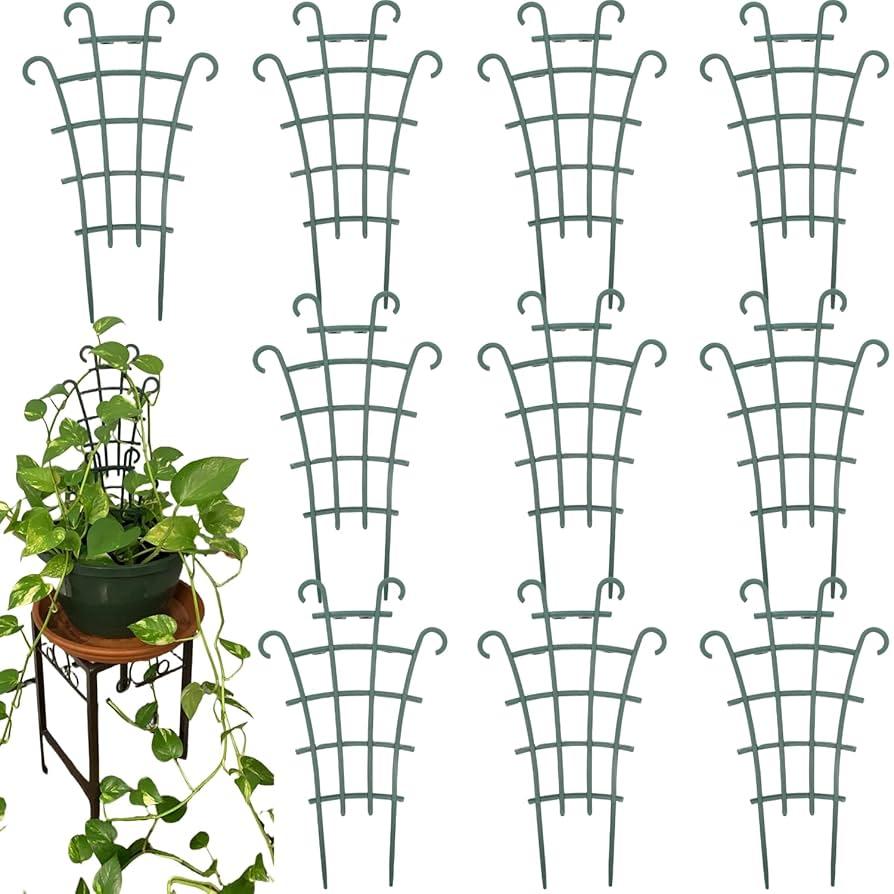 Hoya, Assorted, Trellis - View 5 from www redcrocus com