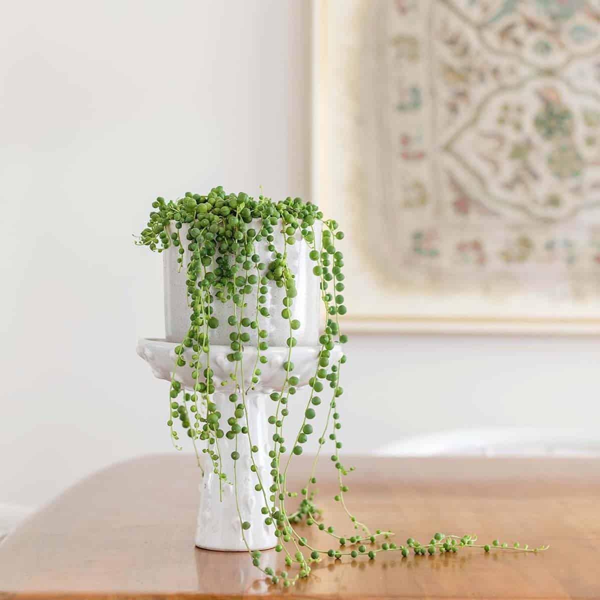 Succulent, String Mix - View 23 from www redcrocus com