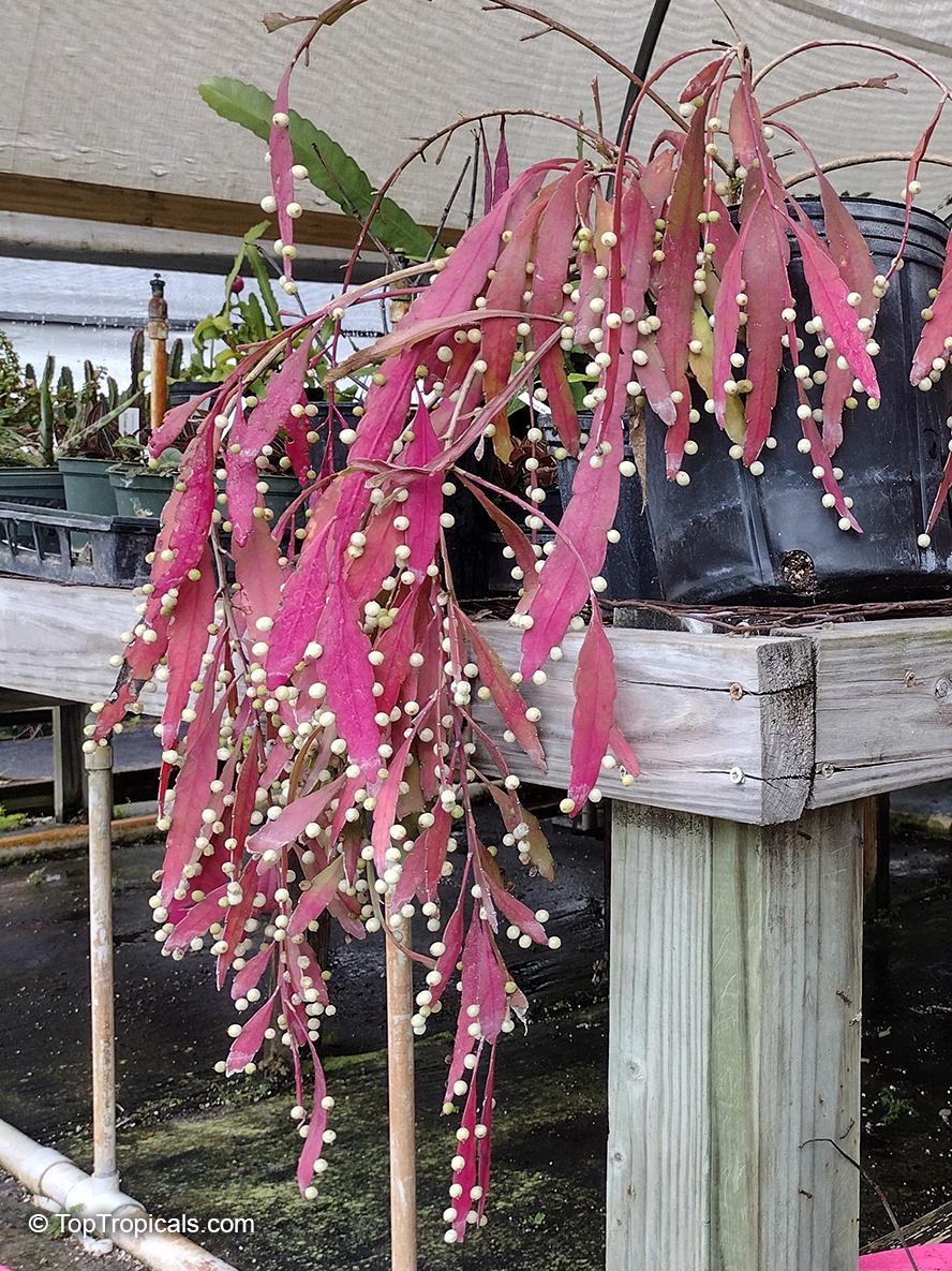 Pseudorhipsalis Ramulosa - View 31 from www redcrocus com
