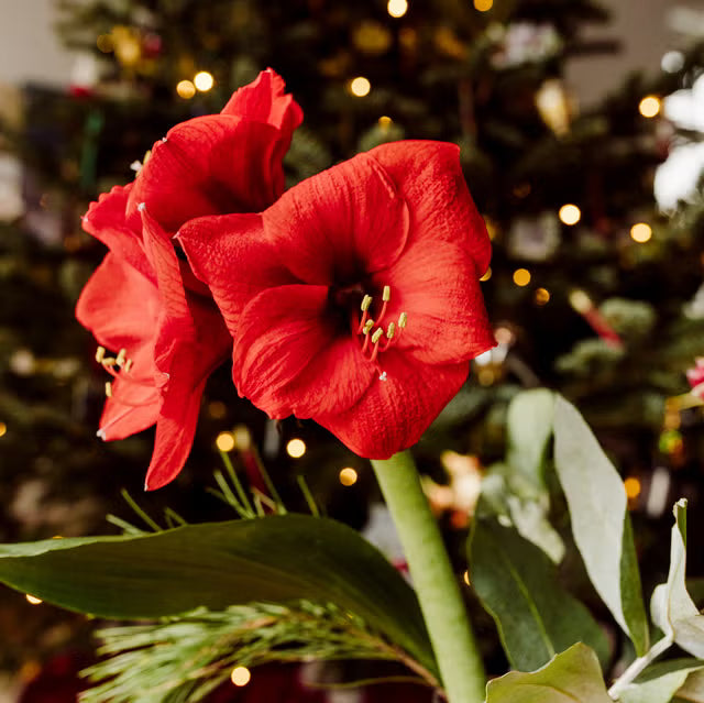 Plant, Amaryllis, Assorted 6" Pot (Each)