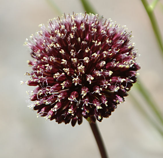 Drumstick Ornamental Onion-Wine Red-Attracts pollinators 250 in Box