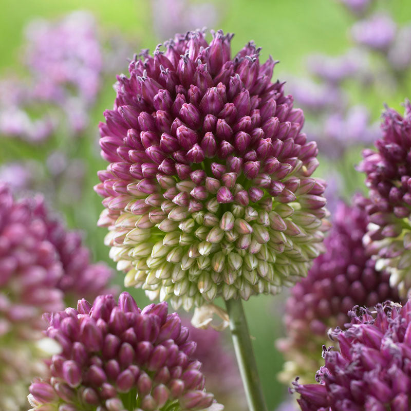 Drumstick Ornamental Onion-Wine Red-Attracts pollinators 250 in Box
