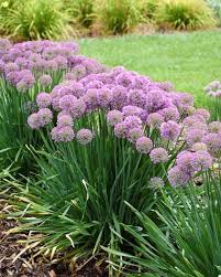 Purple Rain Ornamental Onion-Dark Purple-Attracts Pollinators 100 in Box