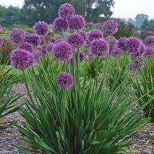 Purple Rain Ornamental Onion-Dark Purple-Attracts Pollinators 100 in Box