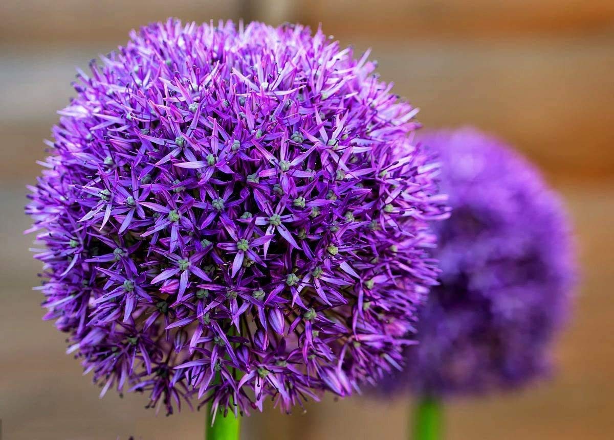 Purple Rain Ornamental Onion-Dark Purple-Attracts Pollinators 100 in Box