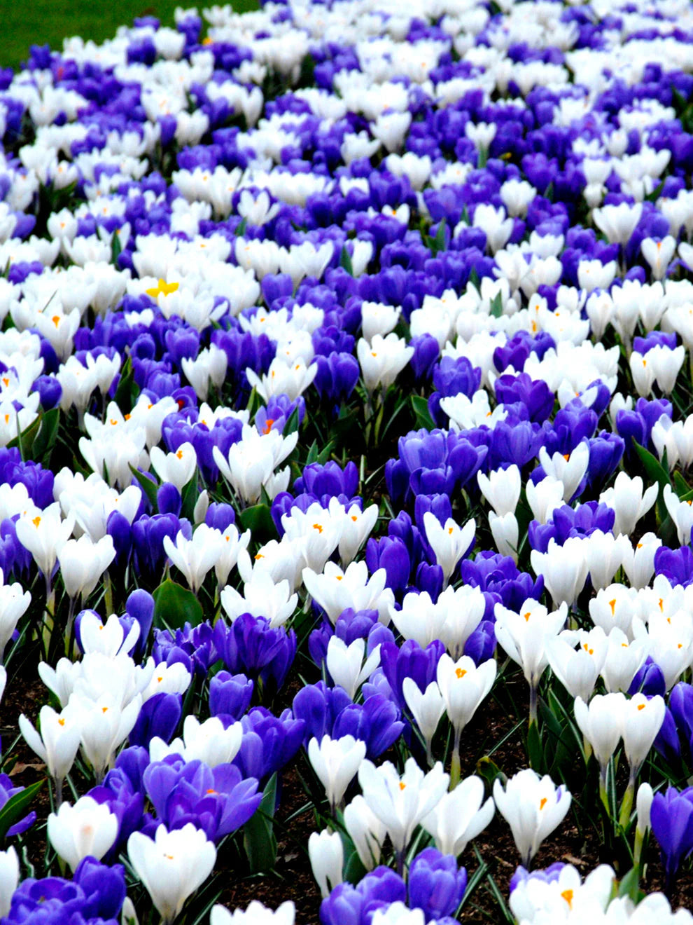 Large Flowering Crocus Mixture-Colorful Early Blooms 200 in Box