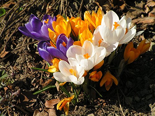 Large Flowering Crocus Mixture-Colorful Early Blooms 200 in Box
