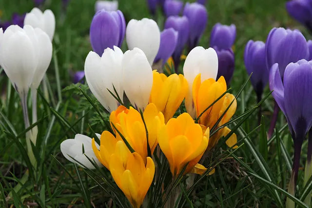 Large Flowering Crocus Mixture-Colorful Early Blooms 200 in Box