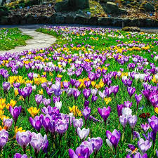 Large Flowering Crocus Mixture-Colorful Early Blooms 200 in Box