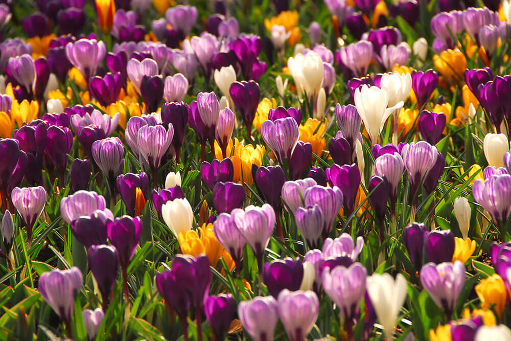 Large Flowering Crocus Mixture-Colorful Early Blooms 200 in Box