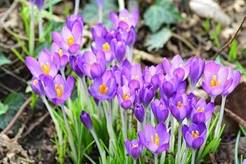 Flower Record Crocus-Large Flowering-Deep Blue Purple Blooms 200 in Box
