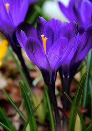 Flower Record Crocus-Large Flowering-Deep Blue Purple Blooms 200 in Box