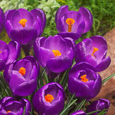 Flower Record Crocus-Large Flowering-Deep Blue Purple Blooms 200 in Box