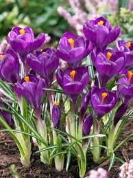 Flower Record Crocus-Large Flowering-Deep Blue Purple Blooms 200 in Box