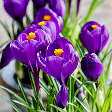 Flower Record Crocus-Large Flowering-Deep Blue Purple Blooms 200 in Box