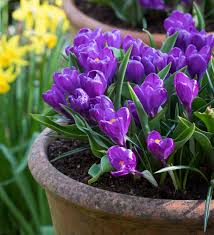 Flower Record Crocus-Large Flowering-Deep Blue Purple Blooms 200 in Box