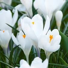 Peter Pan Large Flowering Crocus-Pure White-Elegant Spring Blooms 200 in Box