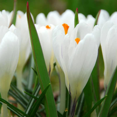 Peter Pan Large Flowering Crocus-Pure White-Elegant Spring Blooms 200 in Box