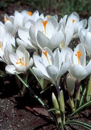 Peter Pan Large Flowering Crocus-Pure White-Elegant Spring Blooms 200 in Box