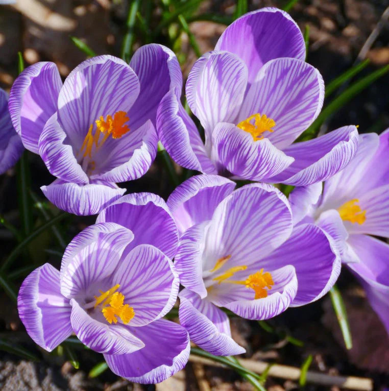 RedCrocus Pickwick Large Flowering Crocus Lilac Striped White for Spring Gardens 200 in Box