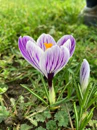 RedCrocus Pickwick Large Flowering Crocus Lilac Striped White for Spring Gardens 200 in Box