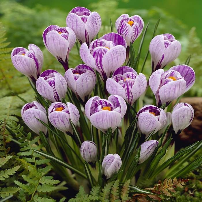 RedCrocus Pickwick Large Flowering Crocus Lilac Striped White for Spring Gardens 200 in Box