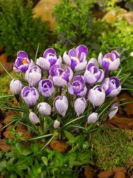 RedCrocus Pickwick Large Flowering Crocus Lilac Striped White for Spring Gardens 200 in Box