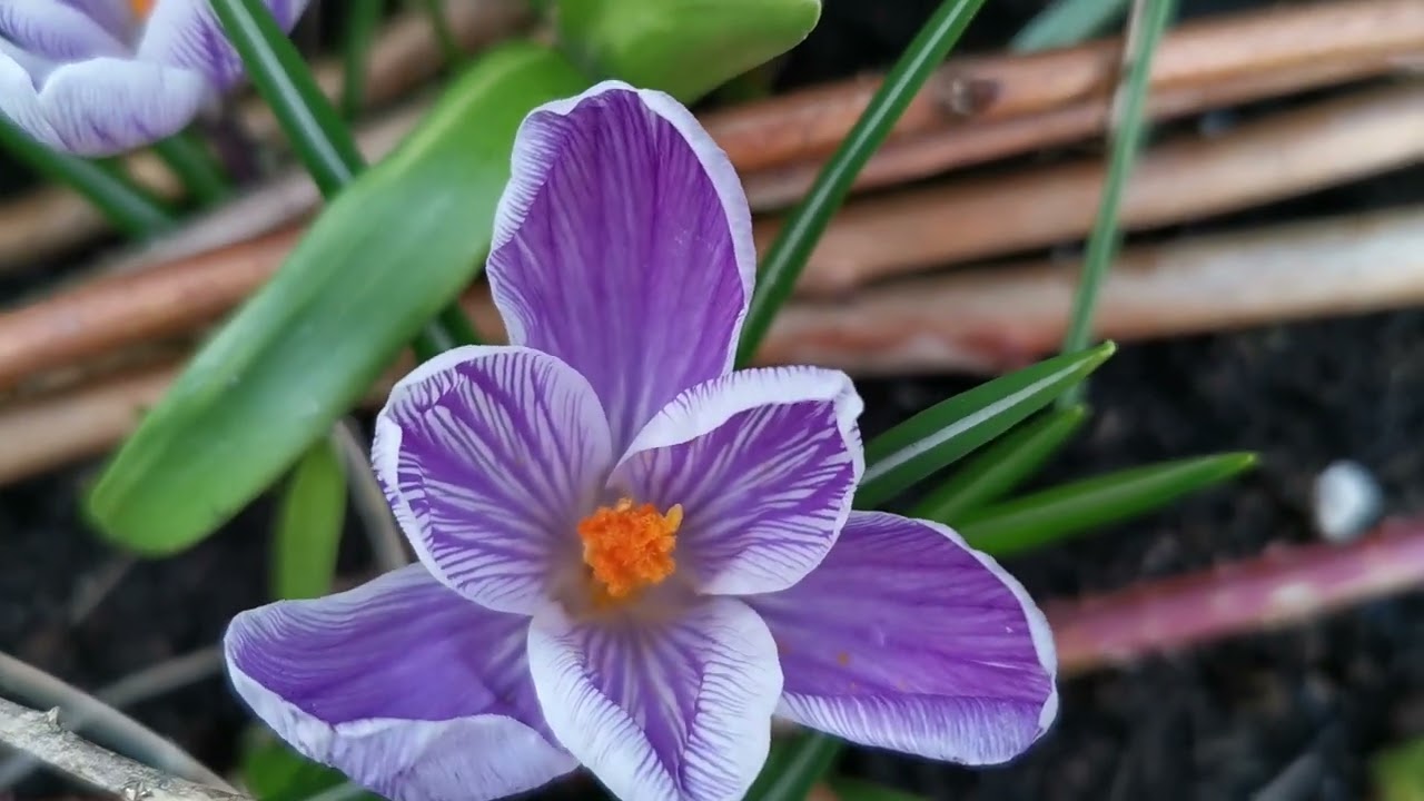 RedCrocus Pickwick Large Flowering Crocus Lilac Striped White for Spring Gardens 200 in Box
