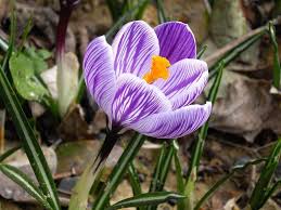 RedCrocus Pickwick Large Flowering Crocus Lilac Striped White for Spring Gardens 200 in Box