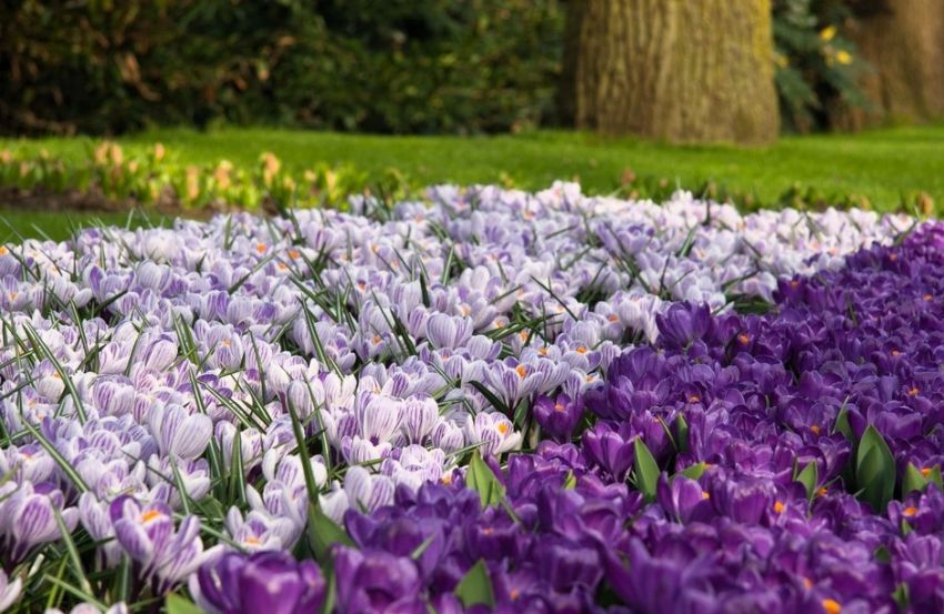 RedCrocus Pickwick Large Flowering Crocus Lilac Striped White for Spring Gardens 200 in Box