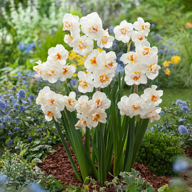 RedCrocus Daffodil 'Sir Winston Churchill' Double-Fragrant Blooms bag of 50