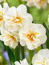 RedCrocus Daffodil 'Sir Winston Churchill' Double-Fragrant Blooms bag of 50