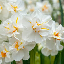 RedCrocus Daffodil 'Sir Winston Churchill' Double-Fragrant Blooms bag of 50