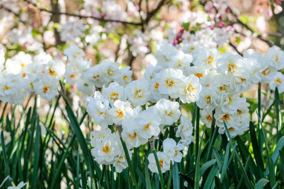 RedCrocus Daffodil 'Sir Winston Churchill' Double-Fragrant Blooms bag of 50