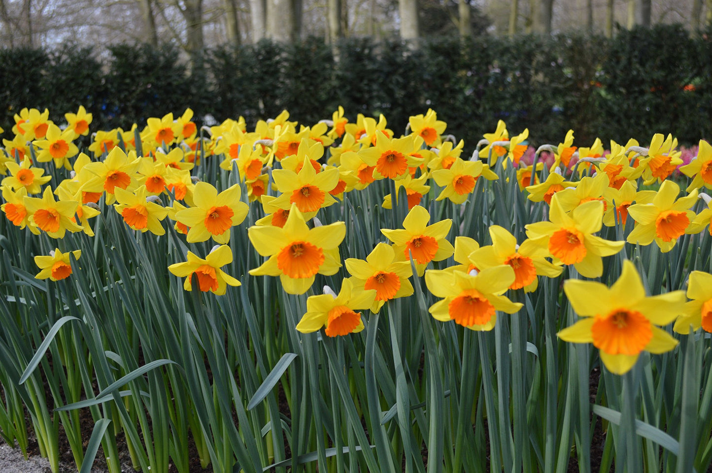 Daffodil-Geranium-Fragrant Bunch Flowering Plant bag of 50