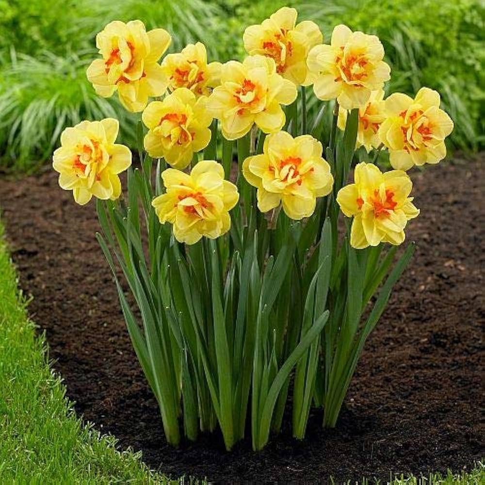 Daffodil-Geranium-Fragrant Bunch Flowering Plant bag of 50