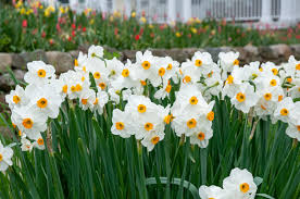 Daffodil-Geranium-Fragrant Bunch Flowering Plant bag of 50