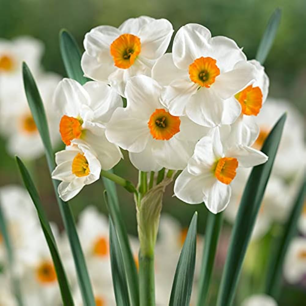 Daffodil-Geranium-Fragrant Bunch Flowering Plant bag of 50