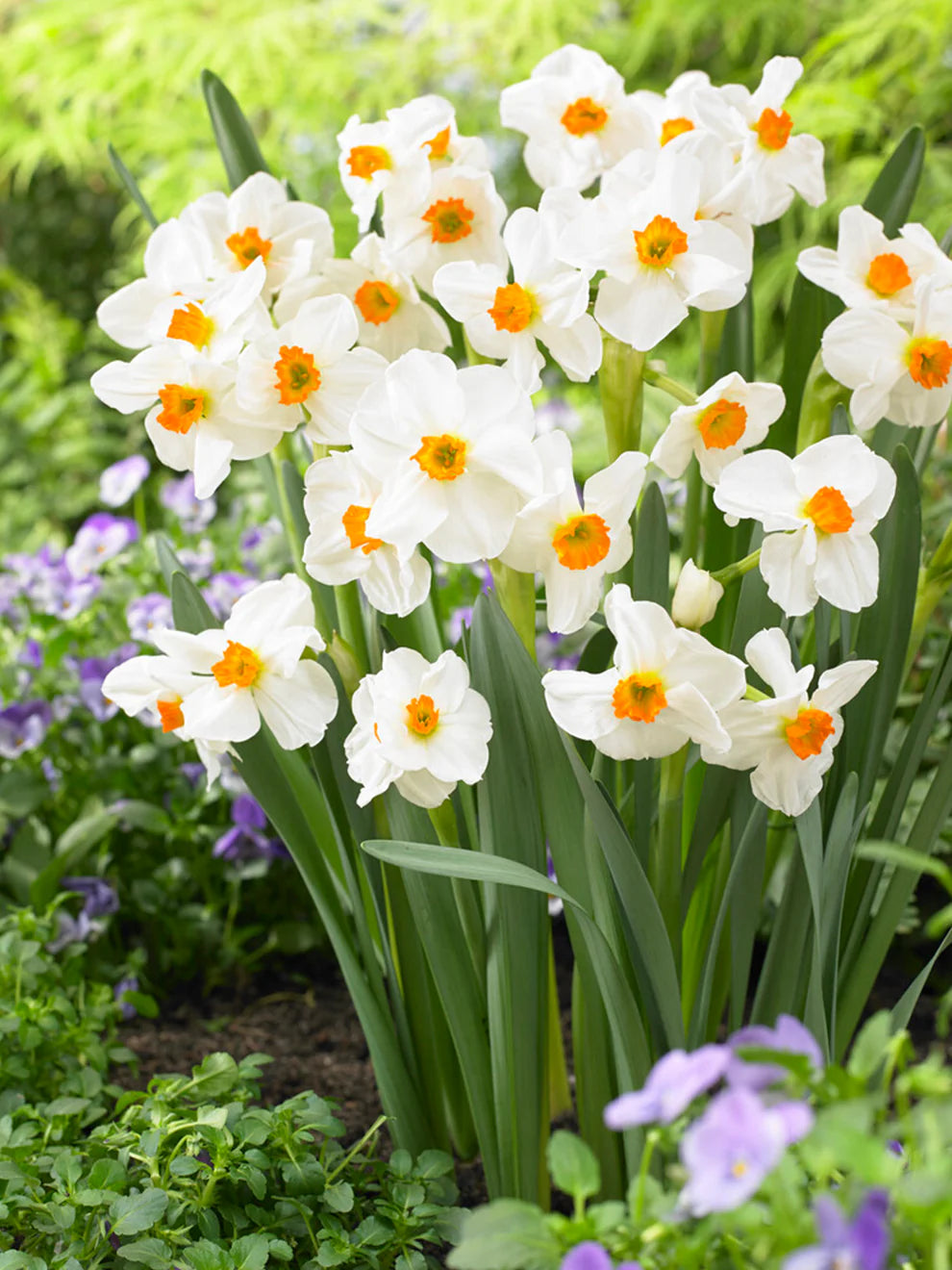 Daffodil-Geranium-Fragrant Bunch Flowering Plant bag of 50
