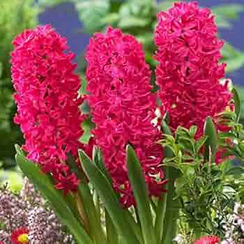 Hyacinth 'Jan Bos'-Red-Vibrant Spring Color 50 in Box