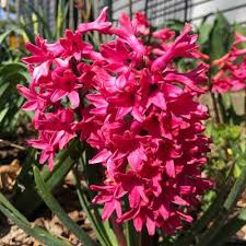 Hyacinth 'Jan Bos'-Red-Vibrant Spring Color 50 in Box
