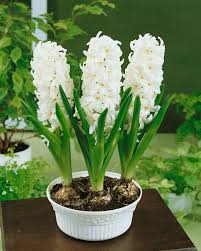 Hyacinth 'White Pearl'-Pure White-Ideal for Spring Gardens 50 in Box
