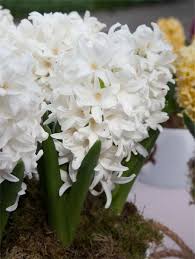 Hyacinth 'White Pearl'-Pure White-Ideal for Spring Gardens 50 in Box