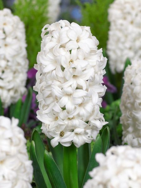 Hyacinth 'White Pearl'-Pure White-Ideal for Spring Gardens 50 in Box