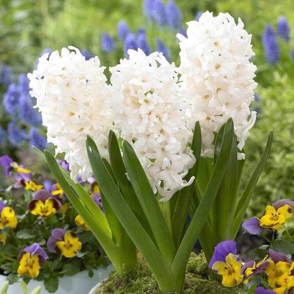 Hyacinth 'White Pearl'-Pure White-Ideal for Spring Gardens 50 in Box