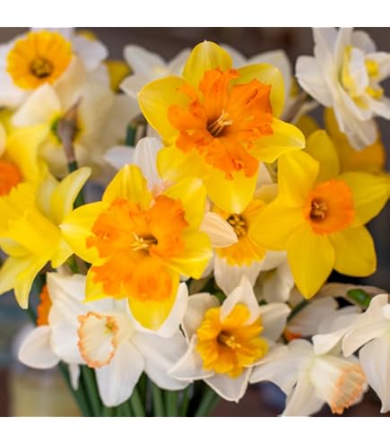 RedCrocus Gypsy Princess Hyacinth-Soft Sunny Yellow-Fragrant Spring Blooms 50 in Box
