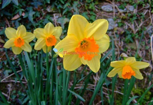 RedCrocus Gypsy Princess Hyacinth-Soft Sunny Yellow-Fragrant Spring Blooms 50 in Box