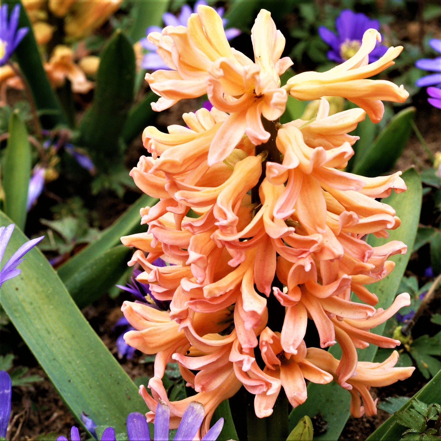 Hyacinth 'Gypsy Queen'-Apricot-Stunning Spring Flower 50 in Box